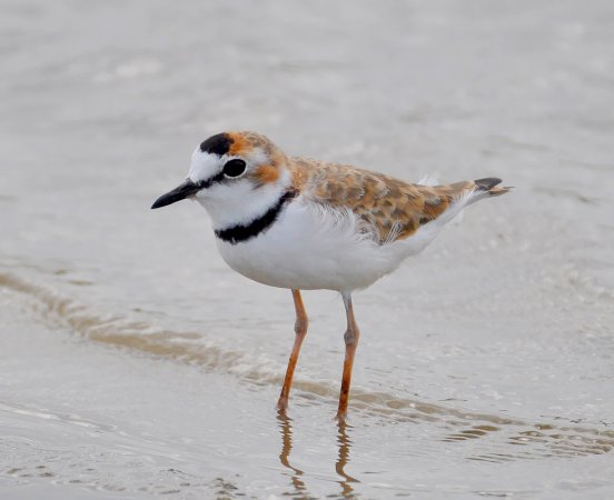 Photo (3): Collared Plover