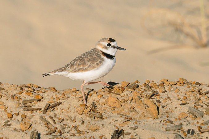 Photo (1): Collared Plover