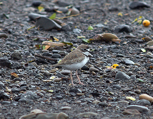 Photo (9): Collared Plover