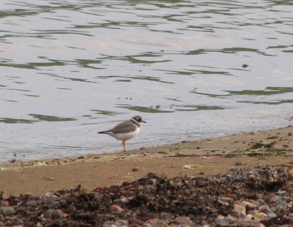 Photo (13): Common Ringed Plover