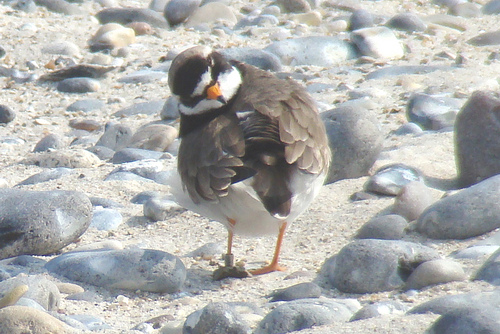 Photo (4): Common Ringed Plover