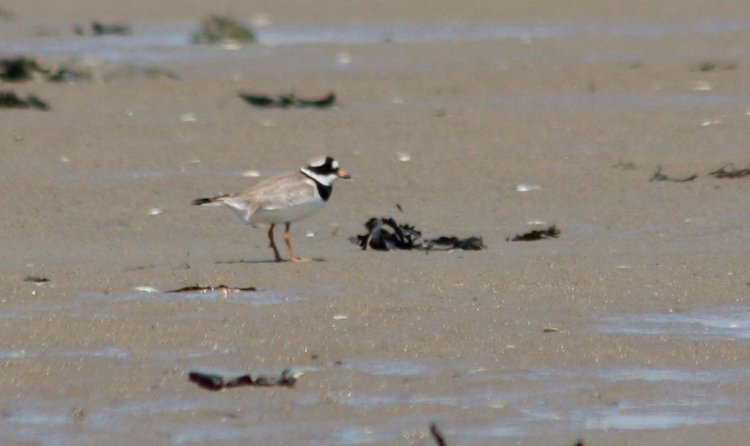 Photo (5): Common Ringed Plover