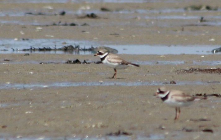 Photo (9): Common Ringed Plover