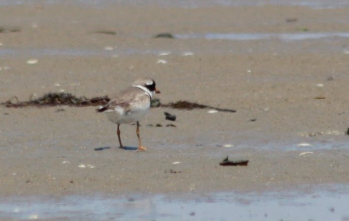 Photo (6): Common Ringed Plover