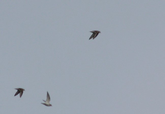 Photo (10): Common Ringed Plover