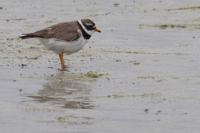 Photo (2): Common Ringed Plover
