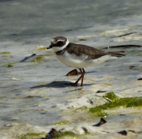 Photo (8): Common Ringed Plover