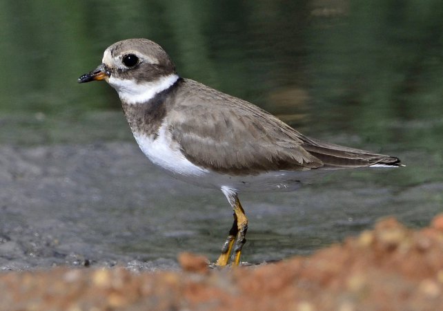 Photo (7): Common Ringed Plover