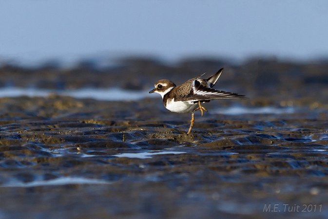 Photo (11): Common Ringed Plover