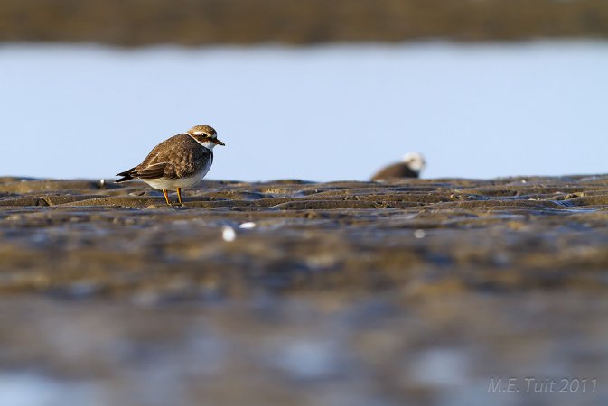 Photo (12): Common Ringed Plover
