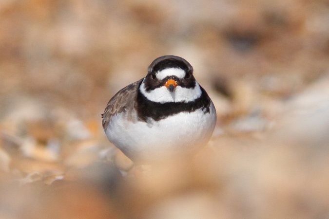 Photo (3): Common Ringed Plover