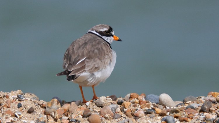 Photo (1): Common Ringed Plover