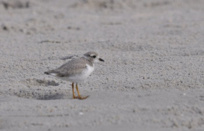Photo (17): Piping Plover