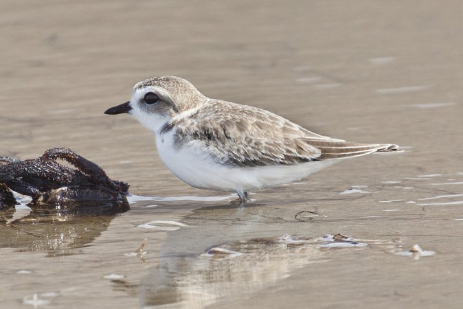 Photo (13): Snowy Plover