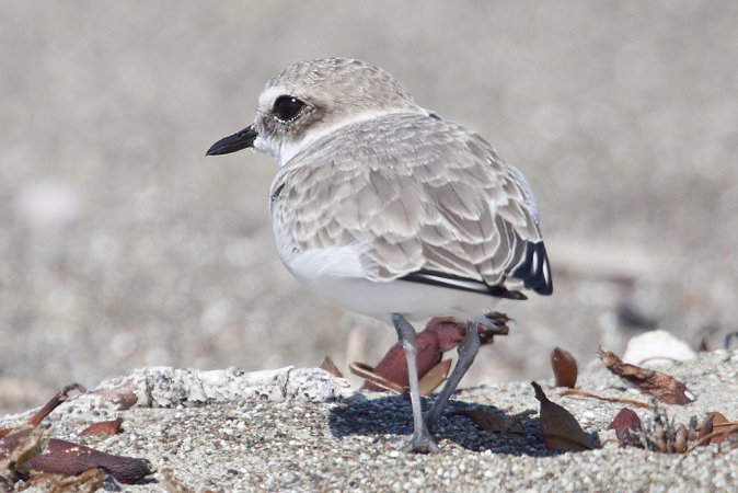 Photo (41): Snowy Plover