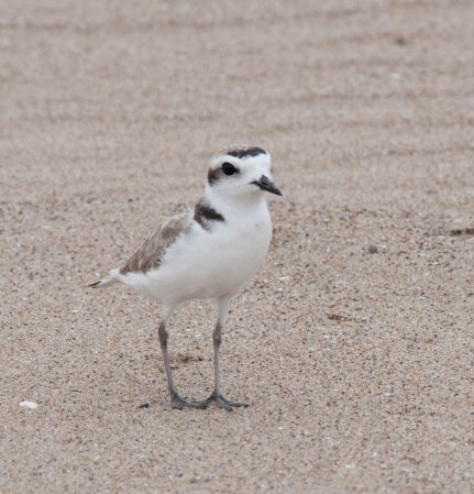 Photo (42): Snowy Plover