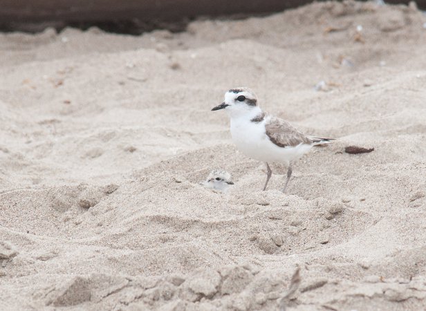Photo (25): Snowy Plover