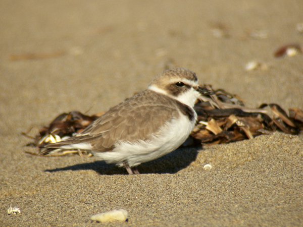 Photo (31): Snowy Plover