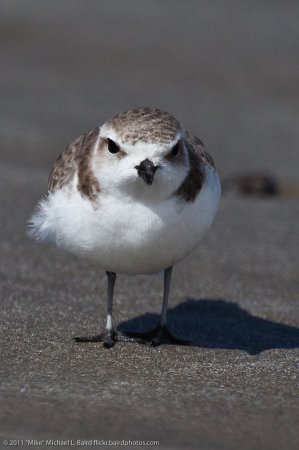 Photo (23): Snowy Plover