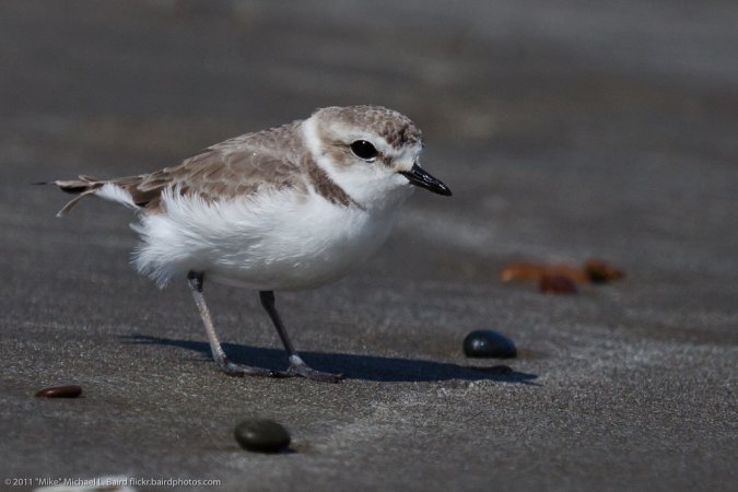 Photo (39): Snowy Plover