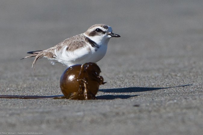Photo (40): Snowy Plover