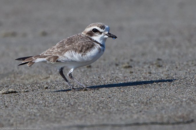 Photo (21): Snowy Plover
