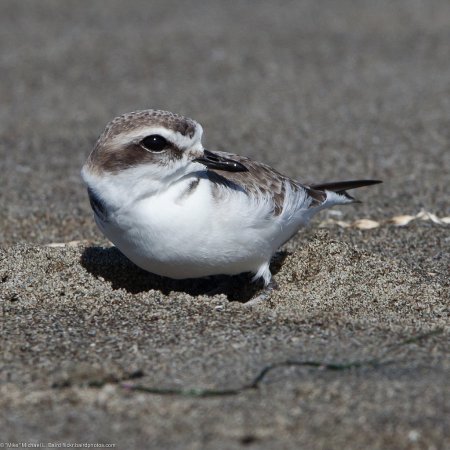 Photo (17): Snowy Plover