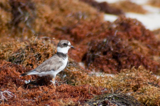 Photo (16): Semipalmated Plover