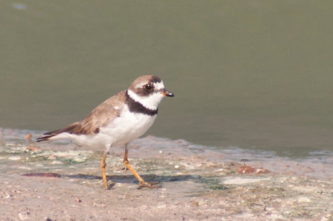 Photo (11): Semipalmated Plover
