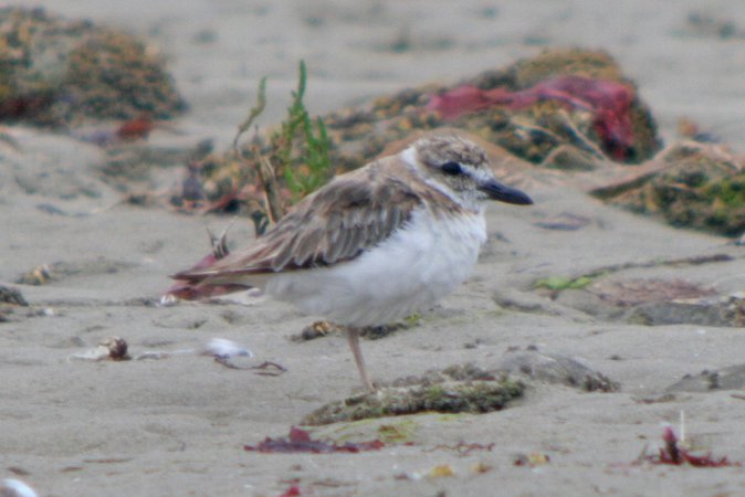 Photo (15): Wilson's Plover