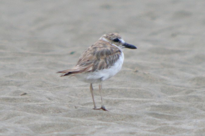Photo (23): Wilson's Plover
