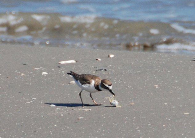 Photo (14): Wilson's Plover