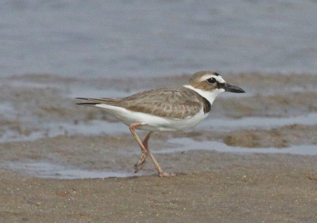 Photo (21): Wilson's Plover