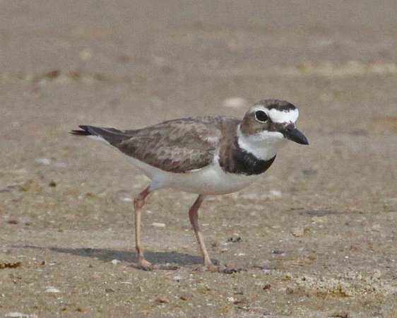 Photo (18): Wilson's Plover