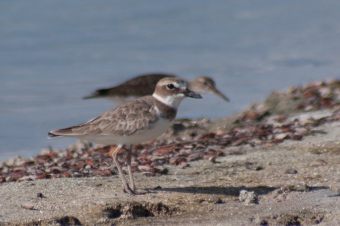 Photo (19): Wilson's Plover