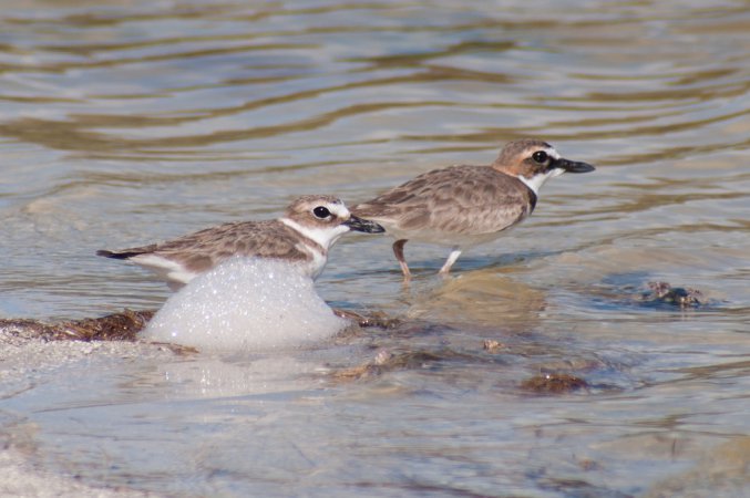 Photo (11): Wilson's Plover