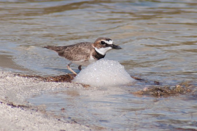 Photo (17): Wilson's Plover