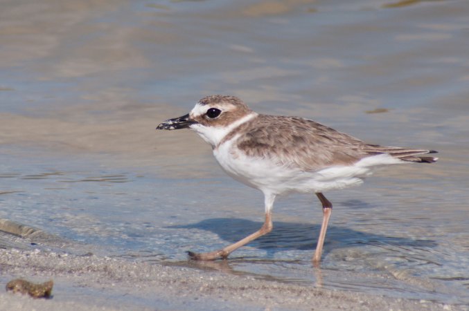 Photo (12): Wilson's Plover