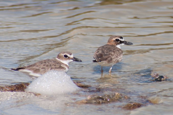 Photo (13): Wilson's Plover