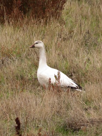Photo (21): Snow Goose