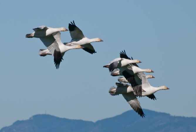 Photo (5): Snow Goose