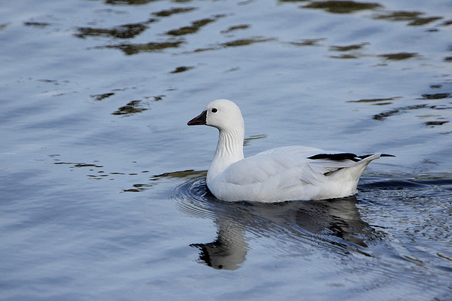 Photo (1): Ross's Goose