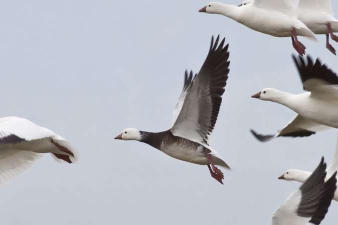 Photo (2): Ross's Goose