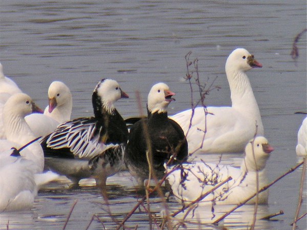 Photo (10): Ross's Goose