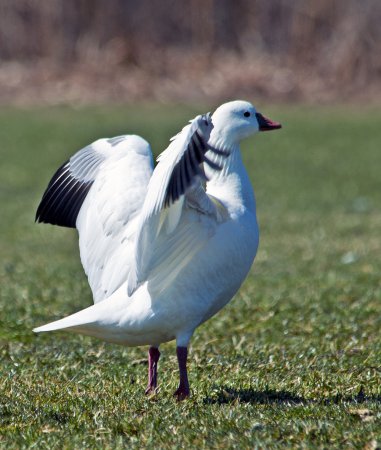 Photo (13): Ross's Goose