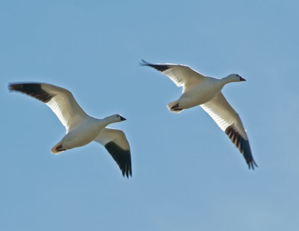 Photo (3): Ross's Goose
