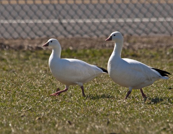 Photo (11): Ross's Goose