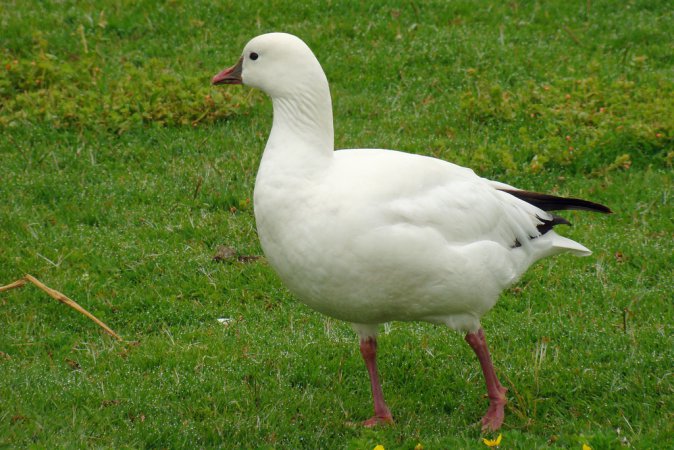 Photo (7): Ross's Goose