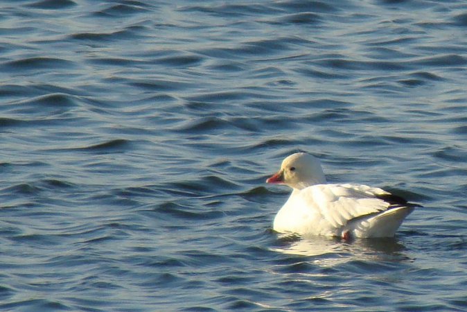 Photo (12): Ross's Goose