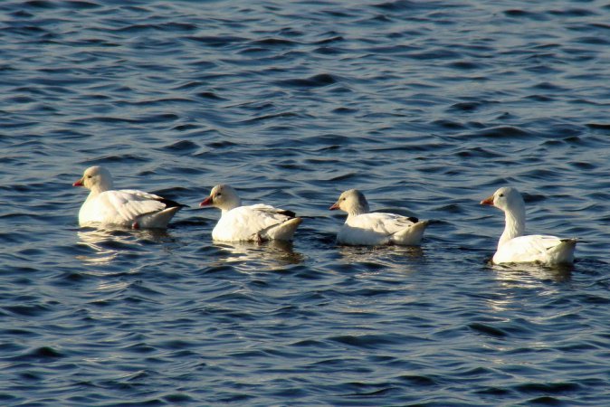 Photo (4): Ross's Goose